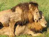 Lví samci si uívají na safari v africké Botswan. Podle vdc nic neobvyklého.