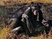 impanzi bonobo si uívají sexu stejn jako lidé jen pro zábavu a asto neeí...