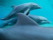 Delfíni se starají o zastoupení homosexuality v podvodním svt.