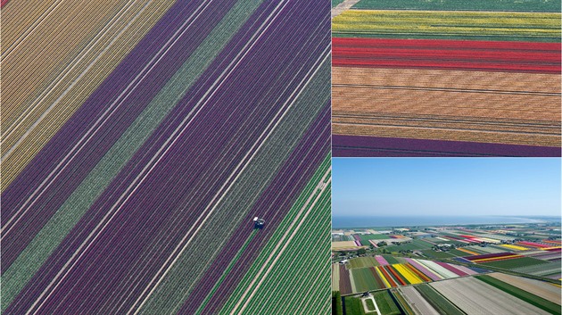 Krajina se zbarvila nkolika barvami díky tulipánovým polím.