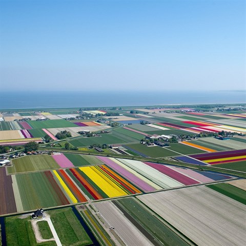 Zbarven krajina tulipny je typick hlavn pro Holandsko.