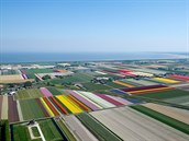 Zbarvená krajina tulipány je typická hlavn pro Holandsko.