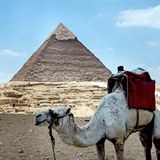Osaml velbloud ek na turistu, kterho bude moci odvzt k pyramid. Zatm se...
