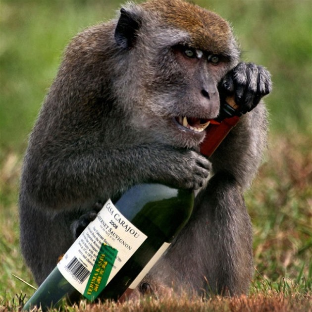 Opice v exotickch krajinch kradou - a to i drinky.
