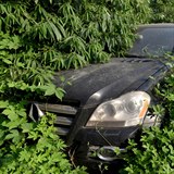 Nkter auta na parkoviti stoj tak dlouho, e dokonce obrostla plevelem,...