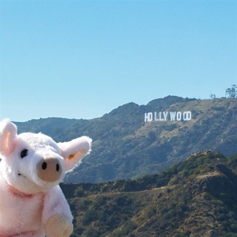Travel Piggy v Hollywoodu.