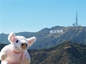 Travel Piggy v Hollywoodu.