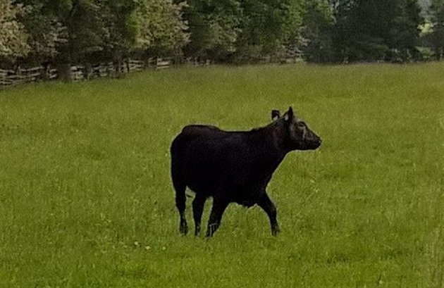 Ve dobe dopadlo a osvobozená kráva se mohla vydat zpt ke zbytku stáda.