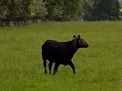 Ve dobe dopadlo a osvobozená kráva se mohla vydat zpt ke zbytku stáda.