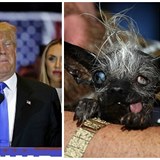 Pes m bt podobn Trumpovi.