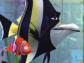 Hledá se  Nemo - Willem Dafoe namluvil akvarijní rybu Gilla, která byla stejn...
