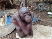 tyletý orangutan Bujing je nejsmutnjí opikou na svt. Celý ivot byl...
