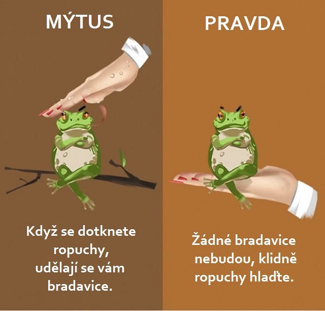 Skuten od ropuchy mete dostat bradavice?