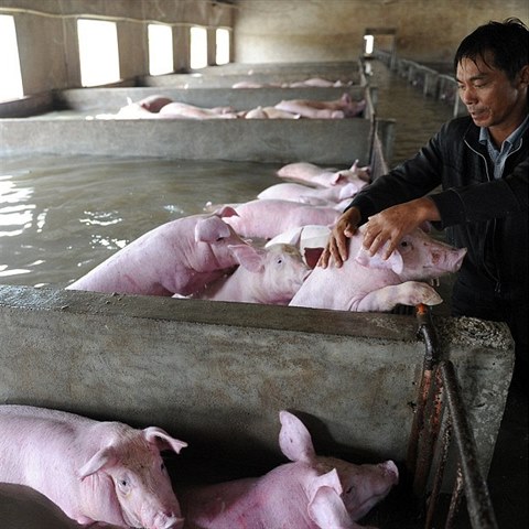 Prase ohrdky pomalu zaplavovala voda a sm farm jim nemohl nijak pomoct.