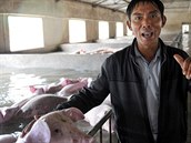 Farmá Li Xiaobo prosil lidi, aby mu pomohli zachránit jeho prasata. Prosby...