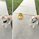 Pokémony vidí už i zvířata