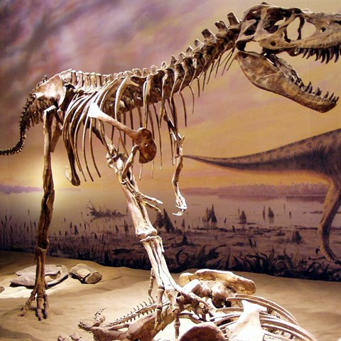 V britskm muzeu je kostra dinosaura, na kter je prokazateln vidt ndorov...