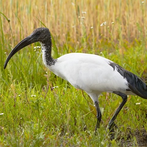 Evropskm ednkm nen nic svat. Ani ibis posvtn, kterho nadili vyhubit.