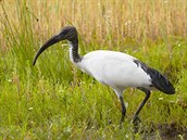 Evropským úedníkm není nic svaté. Ani ibis posvátný, kterého naídili vyhubit.