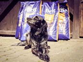 Od konce kvtna dostali oputní psí mazlíci na 2000 kg granulí.
