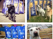 Od konce kvtna dostali oputní psí mazlíci díky projektu Click and Feed na...