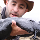 Zvec expert Coyote Peterson se svm lovkem.