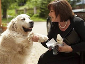 Psy mají rádi i blízcí politik. Na snímku první dáma Zemanová a zlatý retrívr,...