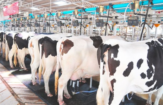Další společnost odebírala mléko od týraných krav. Jak toto můžete dopustit, reagují lidé