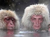 Po ledovém sibiském ni není nad horkou koupel s makaky