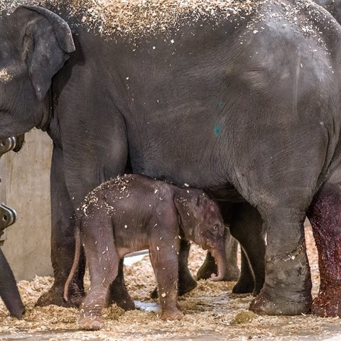 Matku slonici Tamaru, dovezenou do ZOO ze Sr Lanky,  porod viditeln vyerpal....