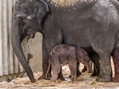Matku slonici Tamaru, dovezenou do ZOO ze Srí Lanky,  porod viditeln vyerpal....