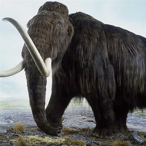 Mamuti ili v obdob od 4,8 milionu a 4000 let ped nam letopotem.