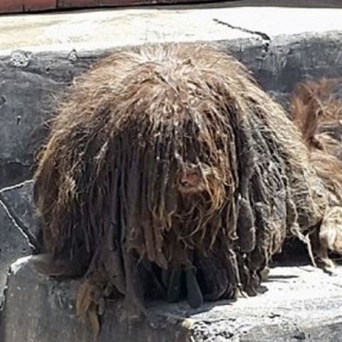 Po roce na ulici se �okova srst zcela zacuchala a byla pokryt� v�kaly, bl�tem a odpadky.