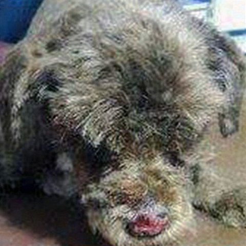 �oko musel b�t spolu s ost��h�n�m n�kolikr�t vykoup�n a odble�en aby v�bec mohl znovu vypadat jako pes.