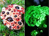 Tohle jsou nejpodivnjí houby svta.