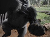 Rozlícená gorila se vrhá proti sklu, které nkolika údery rozdrtí. Jde do...