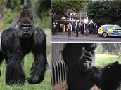 Londýnská ZOO zaila drama. Gorilí samec Kumbuka dostal amok a proboural se ze...