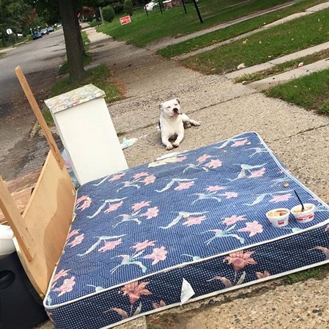 Boo pespval na star pinav matraci. K sousedm vrn pes odmtal jt. Co...