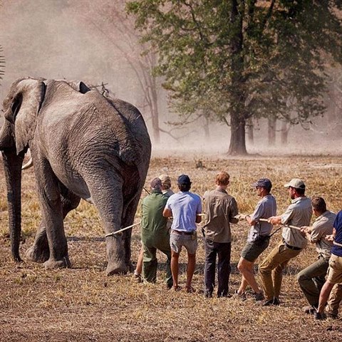 Na prci s mnohasetkilovmi slony je poteba hodn lidskch sil.