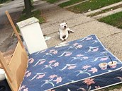 Boo pespával na staré pinavé matraci. K sousedm vrný pes odmítal jít. Co...