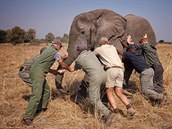 Princ pomáhá poloit slona, který je pod silnou dávkou sedativ.