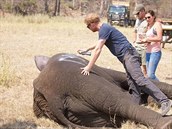 Harry osobn oznaoval slony urené k transportu.