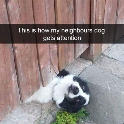 Takhle si sousedovic pes k o pozornost.