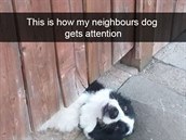 Takhle si sousedovic pes íká o pozornost.