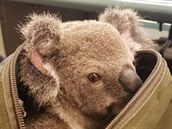 Koala je asi 6 msíc stará a váila jen 1,5 kila.