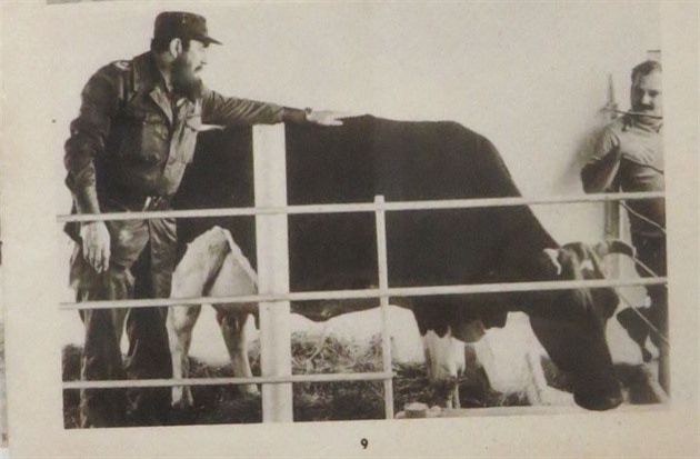 Fidel a jedna speciln krvy - Ubre Blanca. Pro vjimenou produkci mlka byla...