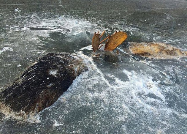 Dvojice losch samc v Kanad bhem souboje propadla ledem a oba zamrzli...