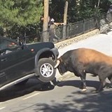 Zve s obrovskou silou zvedlo vz nkolik sel nad zem.