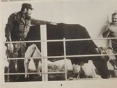Fidel a jedna speciální krávy - Ubre Blanca. Pro výjimenou produkci mléka byla...