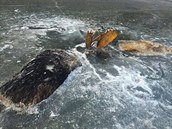 Dvojice losích samc v Kanad bhem souboje propadla ledem a oba zamrzli...